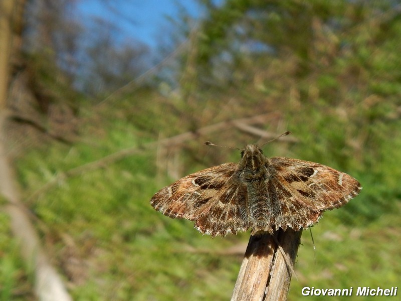 Carcharodus alceae